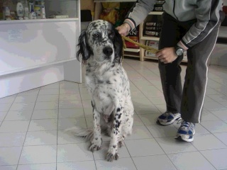 URGENT: OSKAR, Setter Anglais de 8 ans (34) !! Oskar_10