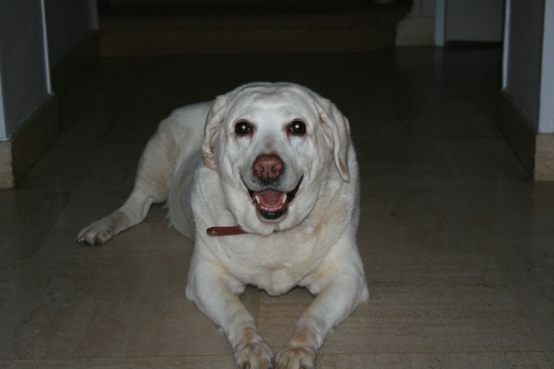 Miki 12 ans, femelle labrador sable, urgent maitresse hospitalisée 95 Miki10