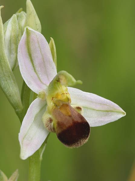 Ophrys apifera (Ophrys abeille ) Ophapi10