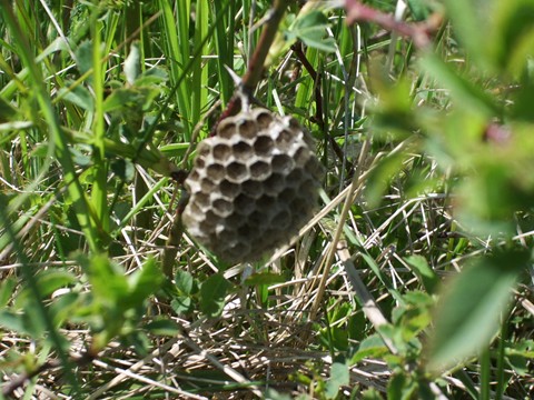 Pour aider les dbutants dans la "chasse" aux mant Mantes13