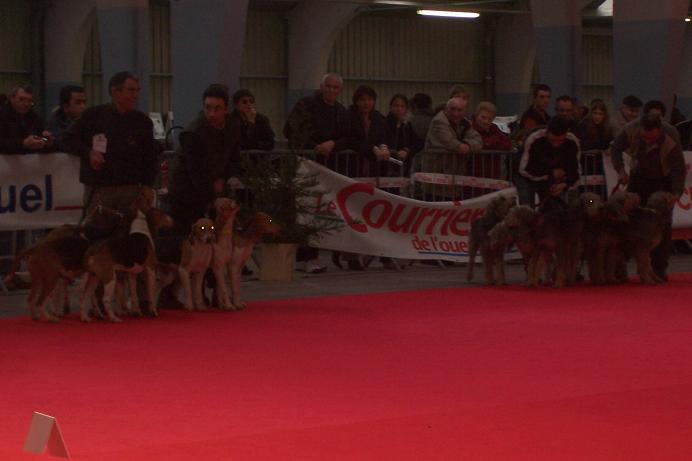 expo canine internationale de niort Bullet18