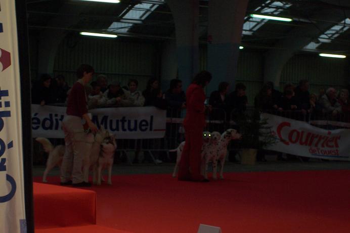 expo canine internationale de niort Bullet21