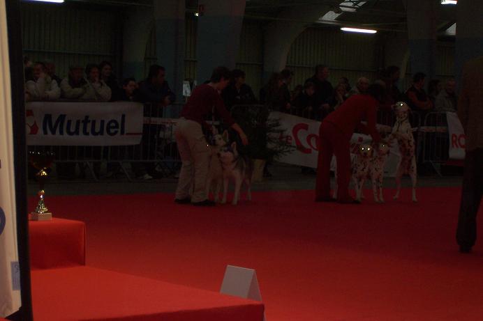expo canine internationale de niort Bullet22