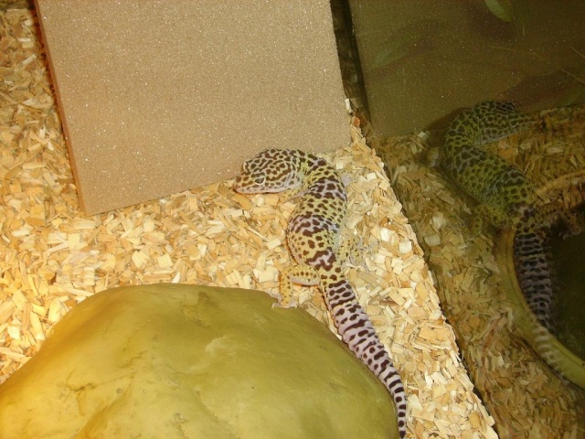 mon petit geckos Pict1911