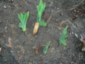 Est-ce une Hyacinth tulipe ? Dscn1114