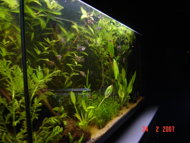 Mon aquarium 135 litres. - Page 6 Dsc00076
