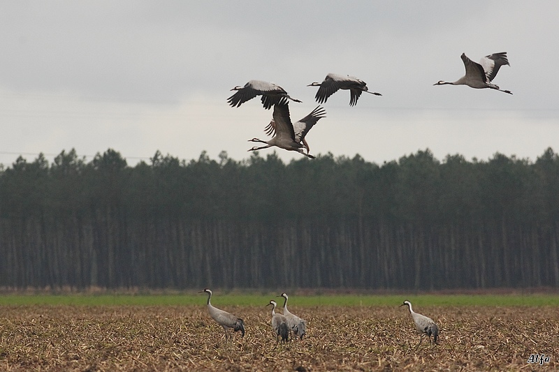 Les Oiseaux en libert 2 - Page 2 Grues012