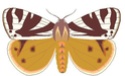 Les papillons. 81001101