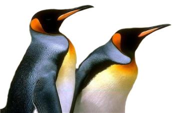 image pingouins Pengui11