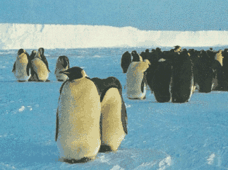 image pingouins Pingou15