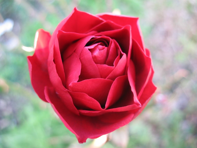 Une rose de mon jardin Magnif10