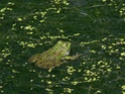 ragondin grenouilles insectes et cygne P1050511