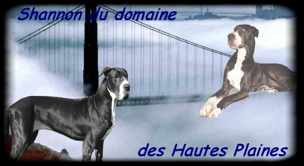 l'amour et le respect des dogues allemands