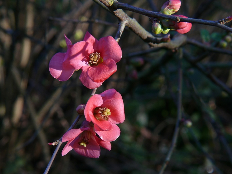 premières fleurs printanières Fleurs11