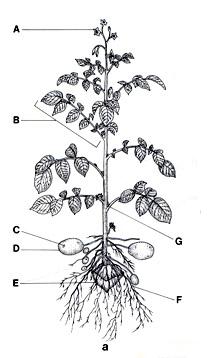 Morphogénèse végétale 1-711