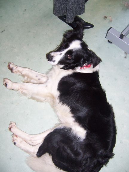 Buggy (FILOU) x border collie Filoua10