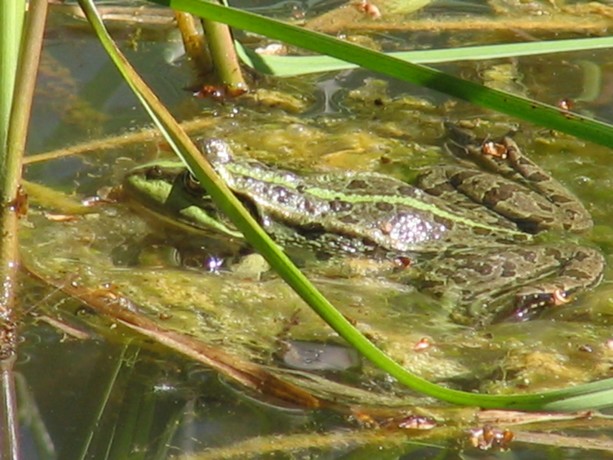 balade au bois ,mare aux grenouilles Foret125