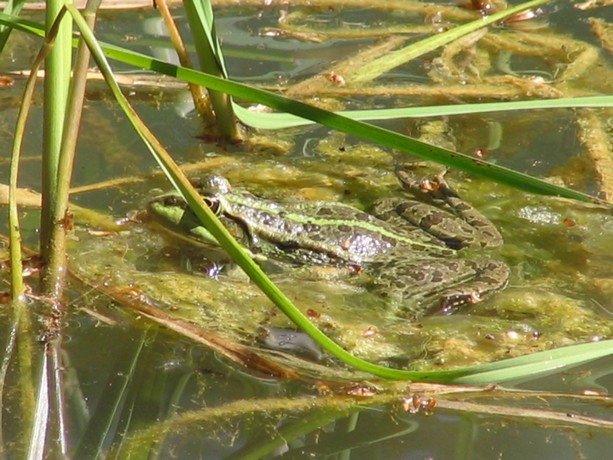 balade au bois ,mare aux grenouilles Foret127