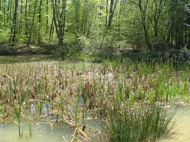 balade au bois ,mare aux grenouilles Foret128