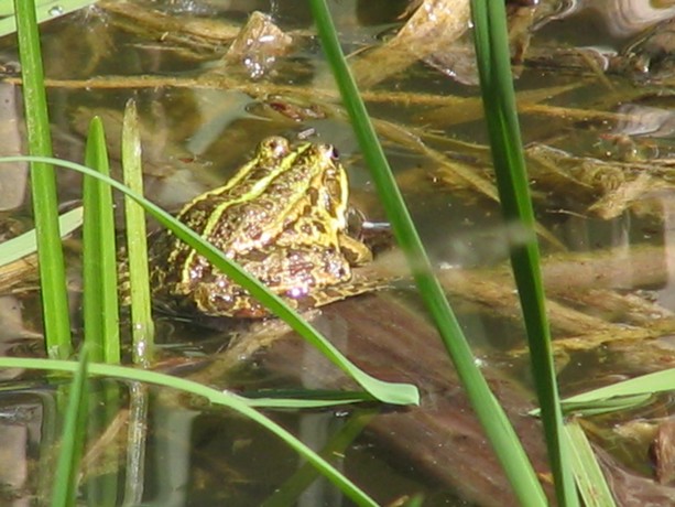 encore les grenouilles , Grenou20