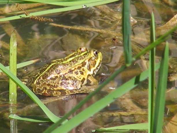 encore les grenouilles , Grenou21