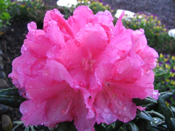 rhododindrons sous la pluie du 1 mai Rhodo_11