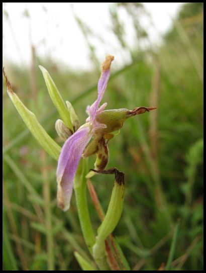 Ophrys apifera (lusus trollii) O-apif14