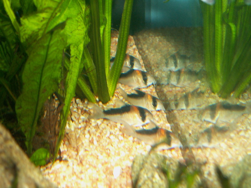 les poissons de Barbus Pict0110