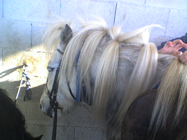 coiffure top dlir de chevaux!! (encore moi et sandra!!!) Lol_md10