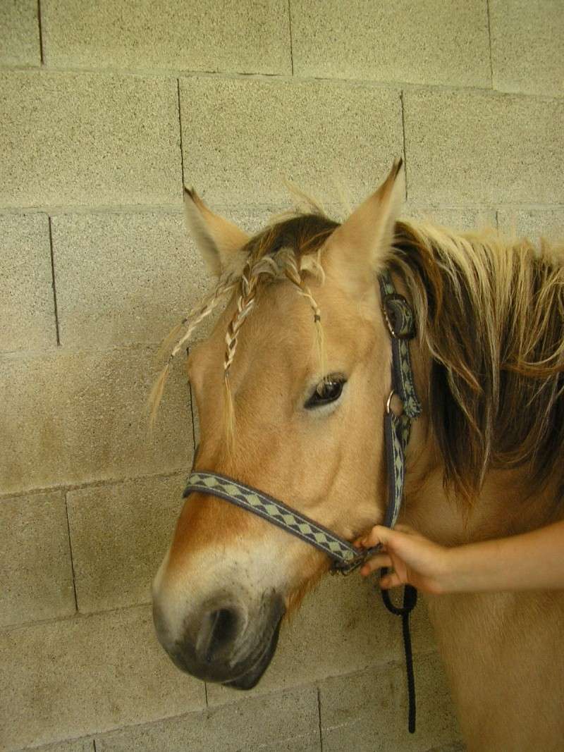 coiffure top dlir de chevaux!! (encore moi et sandra!!!) Photo_13