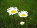 Fleurs des champs, fleurs des jardins 03050715