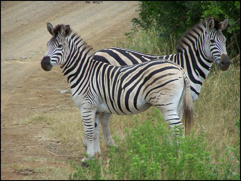 [ Zebras in South Africa | 02/07 - AK # 001 ] Photo_37