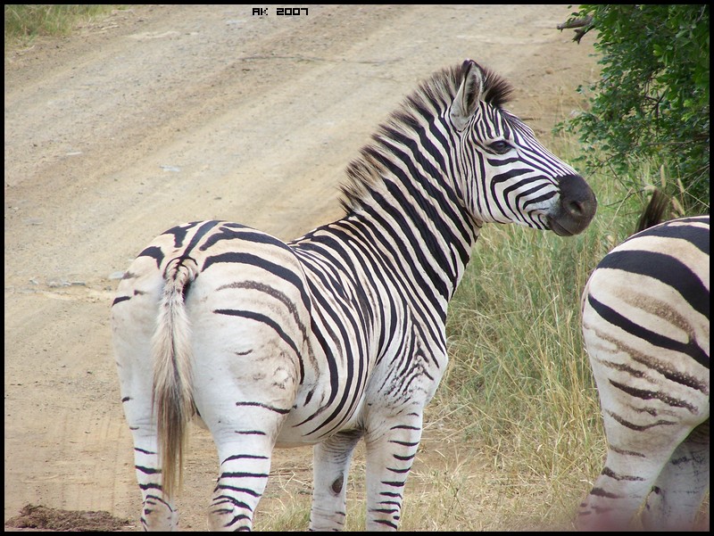 [ Zebras in South Africa | 02/07 - AK # 001 ] Photo_38