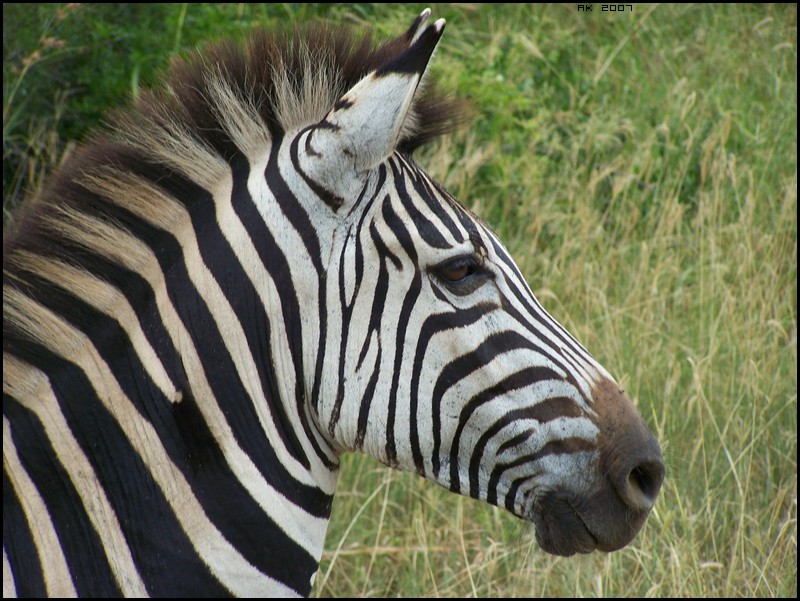 [ Zebras in South Africa | 02/07 - AK # 001 ] Photo_39