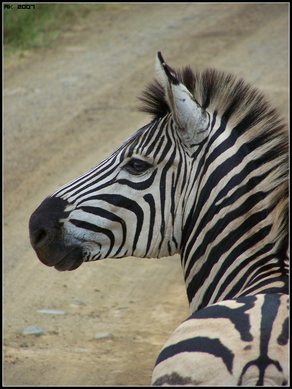 [ Zebras in South Africa | 02/07 - AK # 001 ] Photo_40