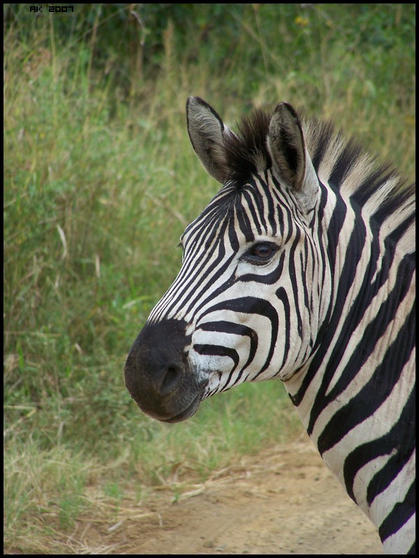 [ Zebras in South Africa | 02/07 - AK # 001 ] Photo_41