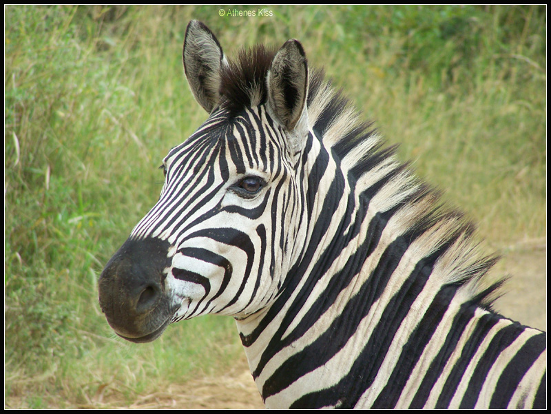[ Zebras in South Africa | 02/07 - AK # 001 ] Photo_42