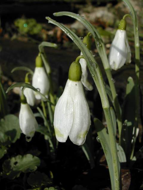 Galanthus 2009-2010 Galant13