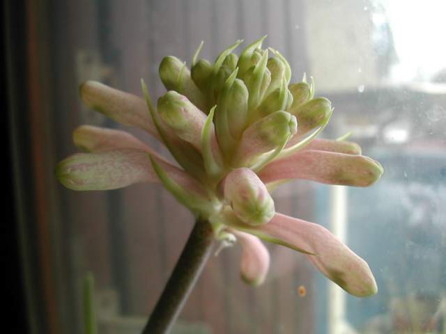 Veltheimia bracteata Velthe10