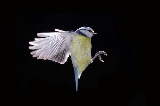 Nature et Animaux > Oiseaux >  Vol de la msange 310
