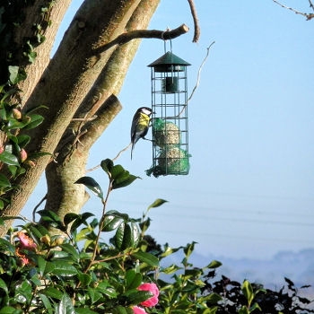 Nature et Animaux > Oiseaux > Oiseaux en hiver Quel-e10