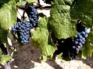 Tailler une vigne Vigne-10