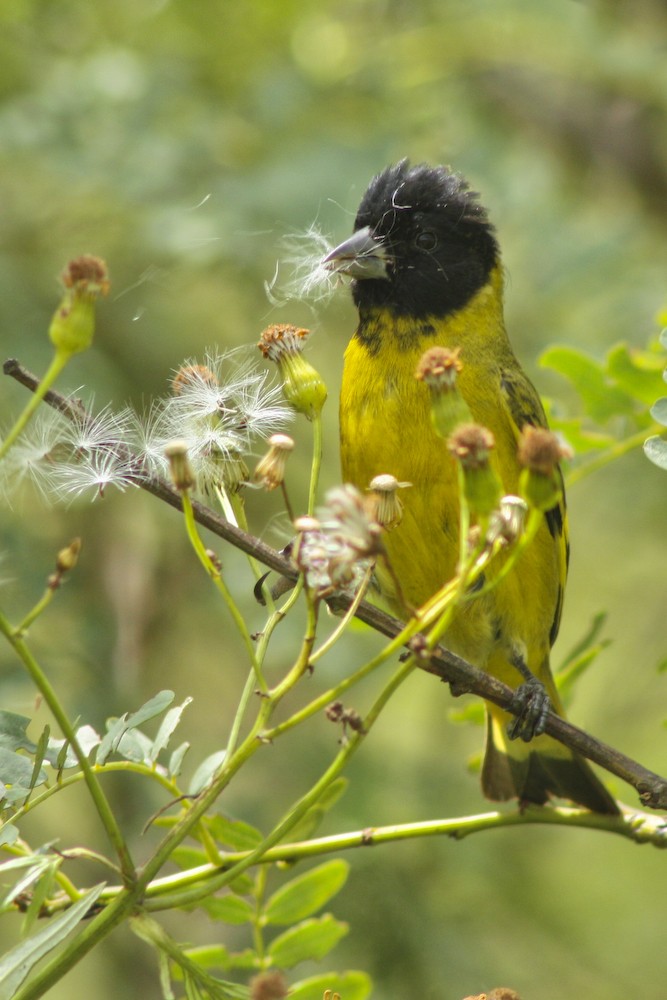 Carduelis notata 30414110