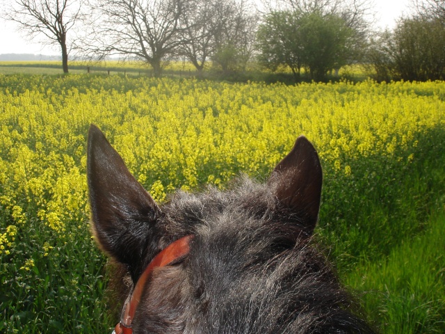 Le jaune du printemps! Dsc02912