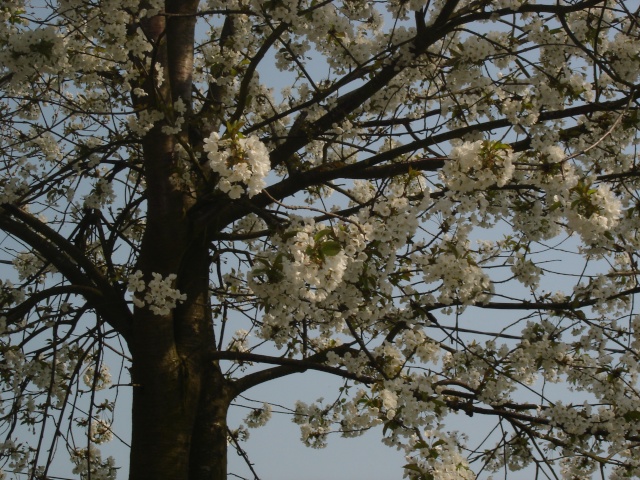 printemps au jardin et dans les arbres Dsc02913