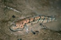 Boleophthalmus boddarti 6183910