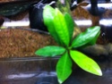 Rhizophora mangle Img_1217