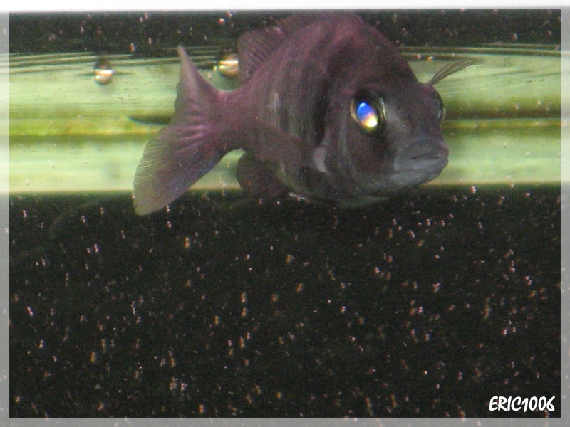 Placidochromis Phénochilus Tanzania Pheno_12