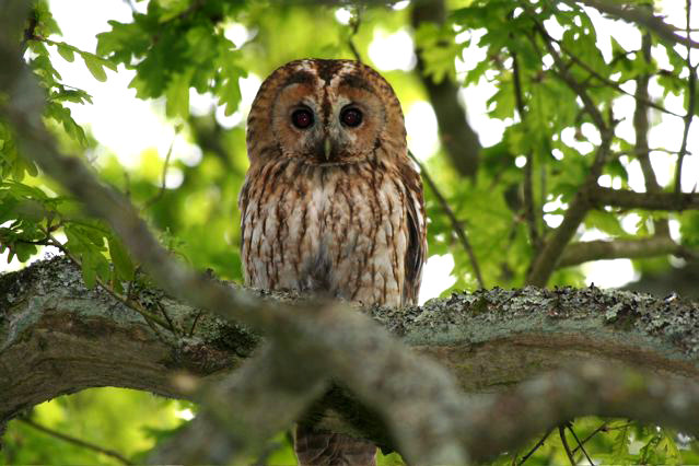 Baby tawny owl in garden Img_6210