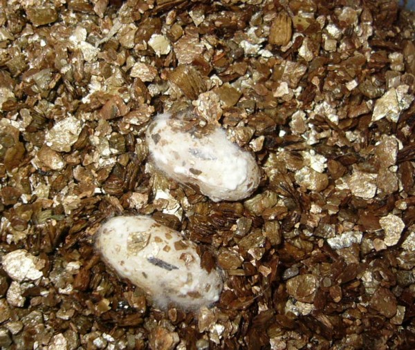 oeufs de gecko Gekkonidés Nimo